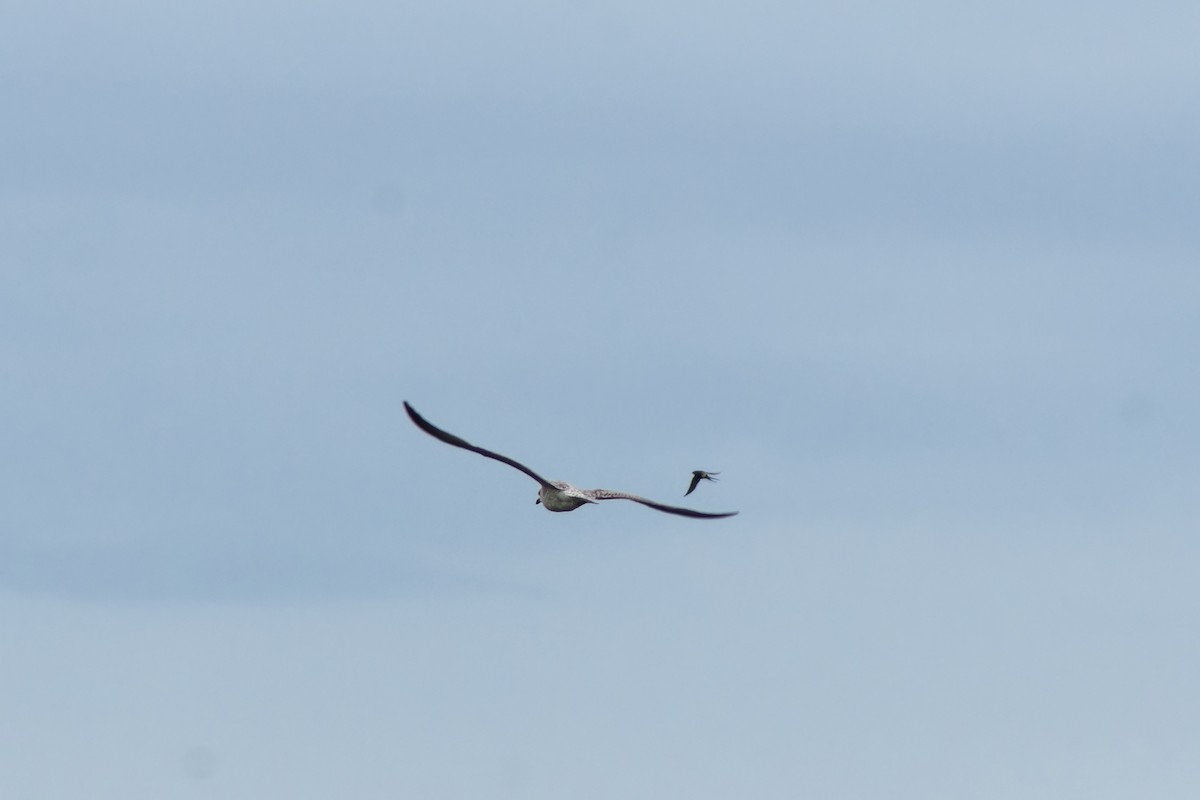 Red-rumped Swallow - ML552550031