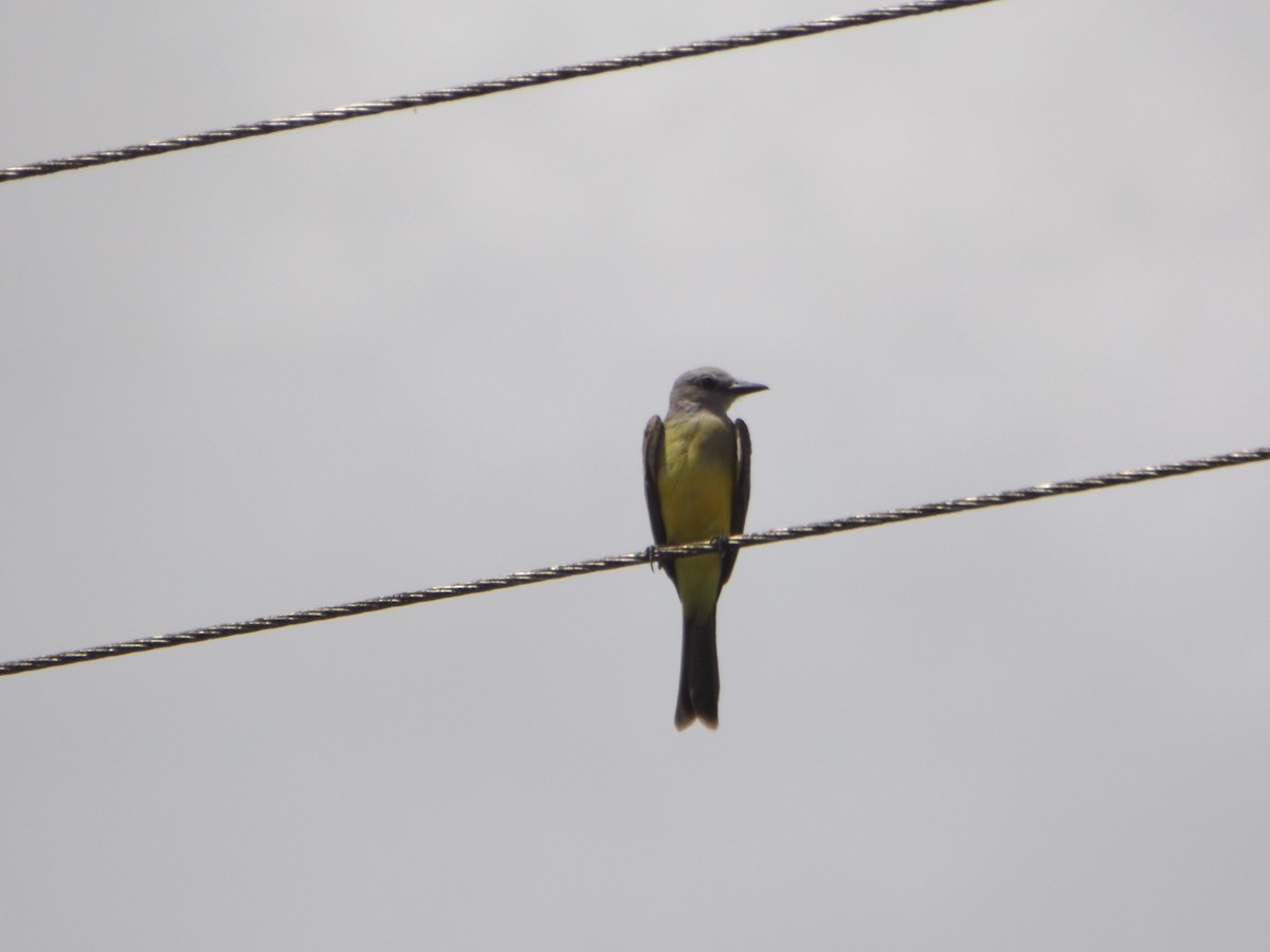 Tropical Kingbird - ML552550391