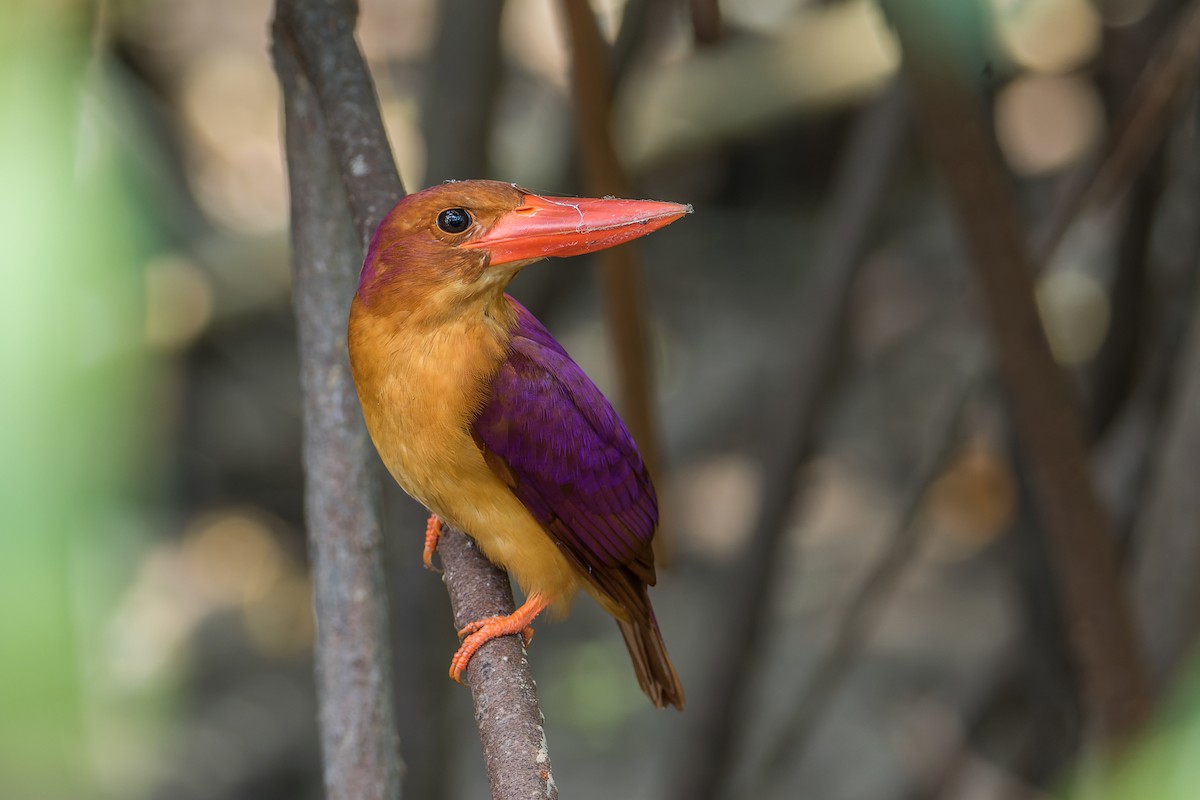 Ruddy Kingfisher - ML552550491