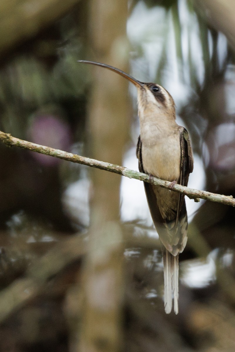 Long-billed Hermit - ML552552471