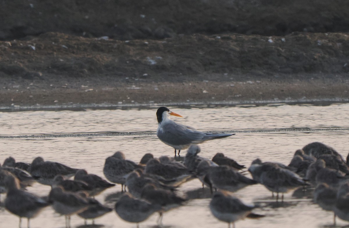 Lesser Crested Tern - Mike Grant