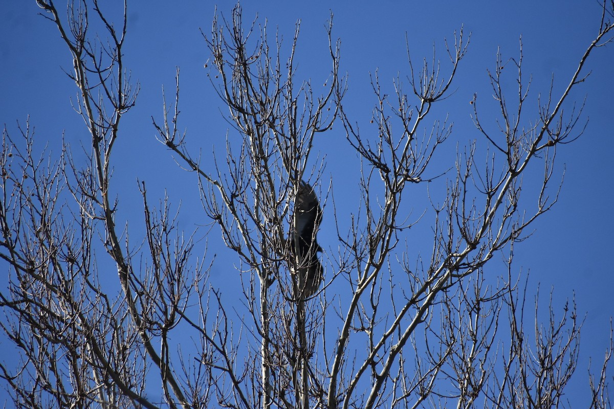 Turkey Vulture - ML552553201