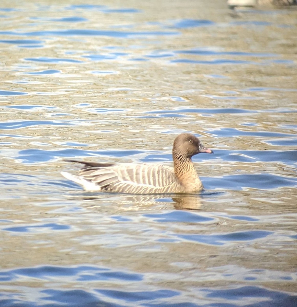 Pink-footed Goose - ML552553381