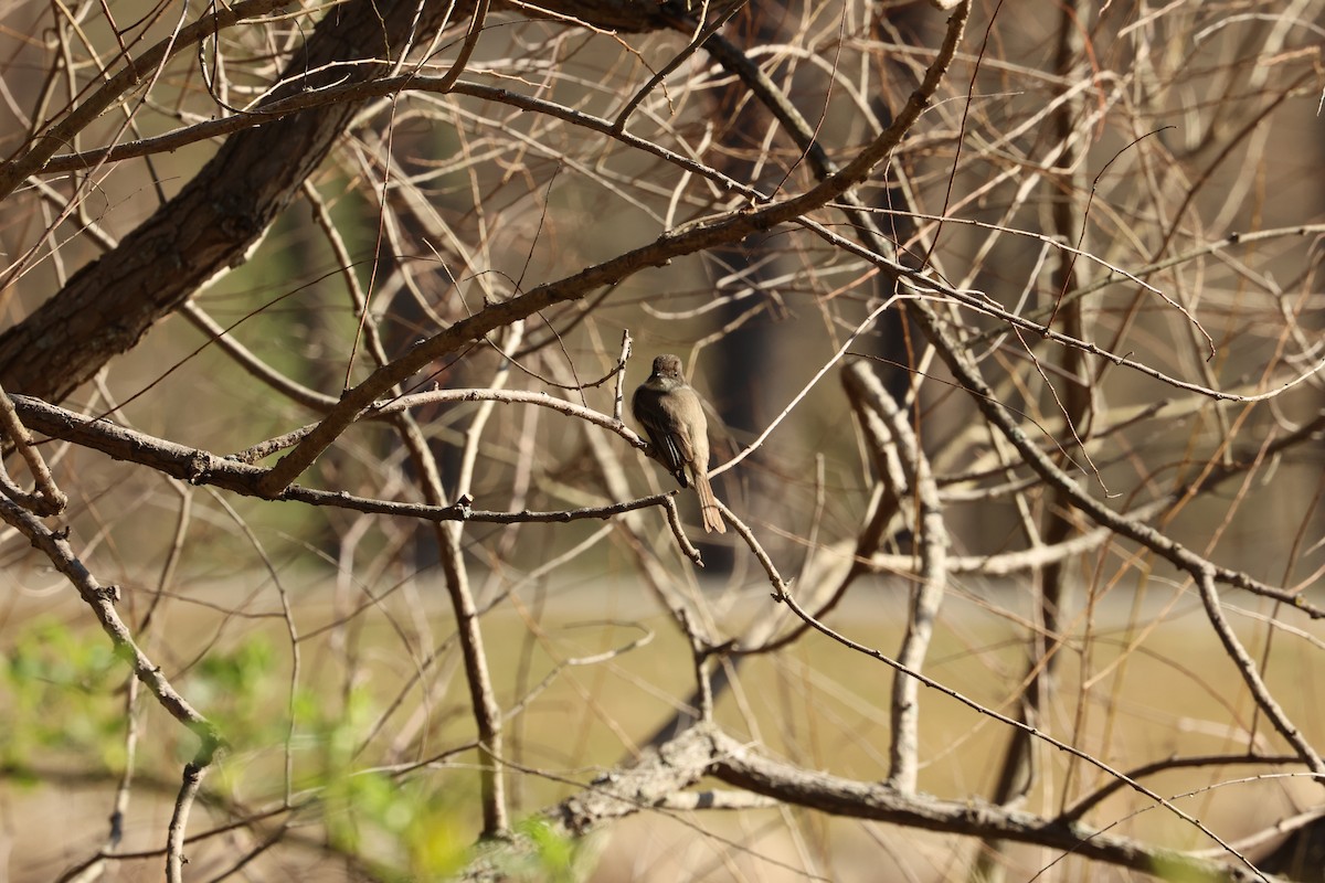 Eastern Phoebe - Daniel Obrzut