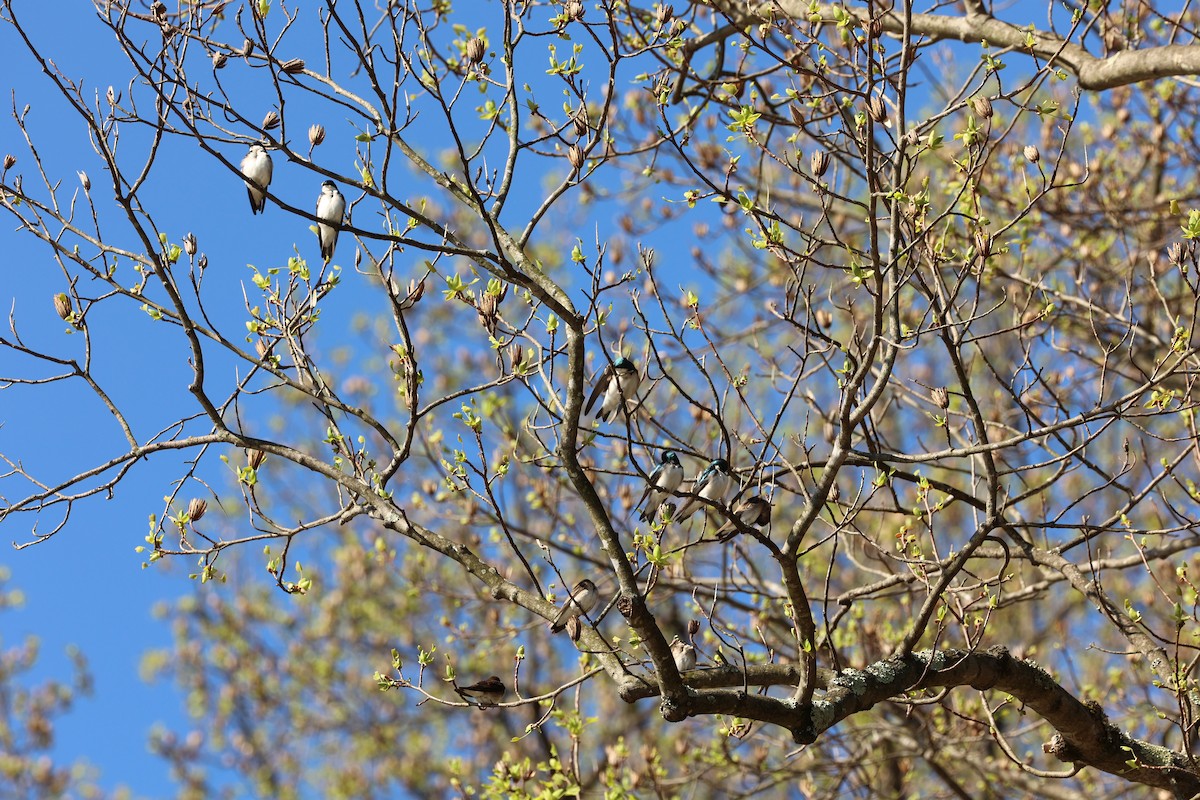 Golondrina Bicolor - ML552553941