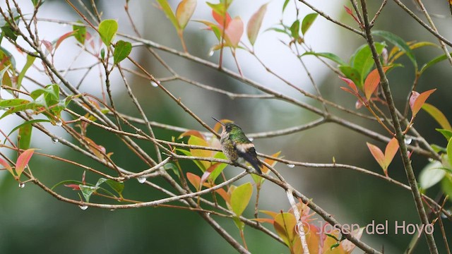 Coqueta Crestinegra - ML552553981
