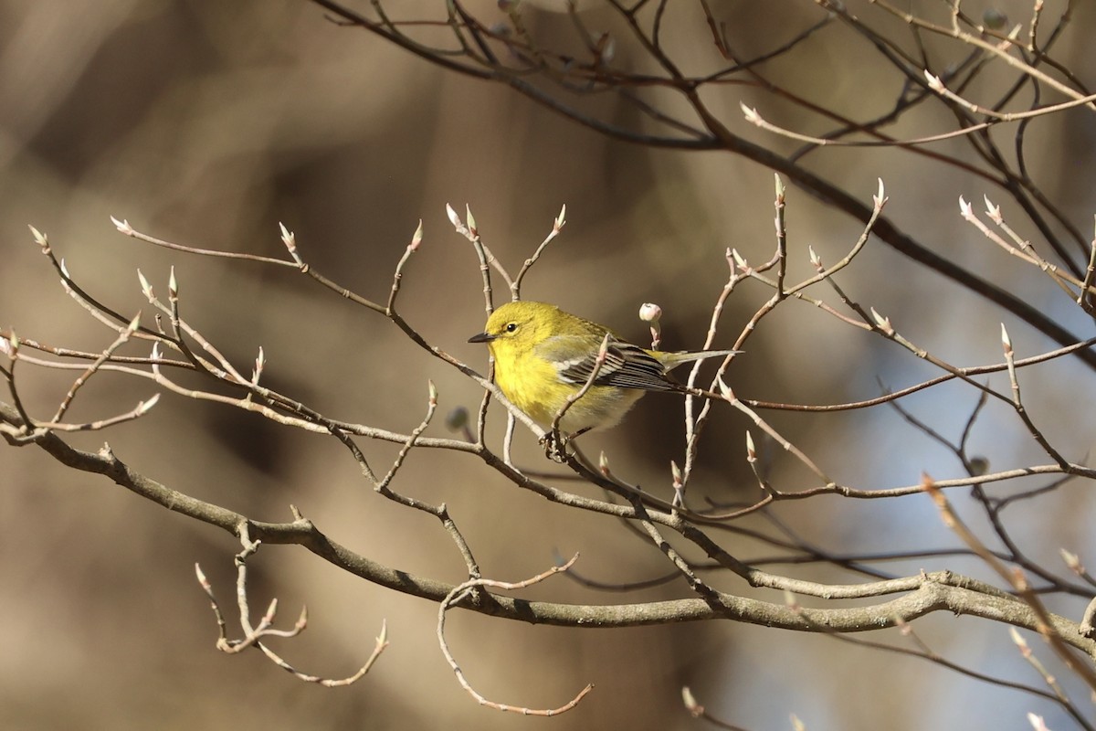 Pine Warbler - ML552554071