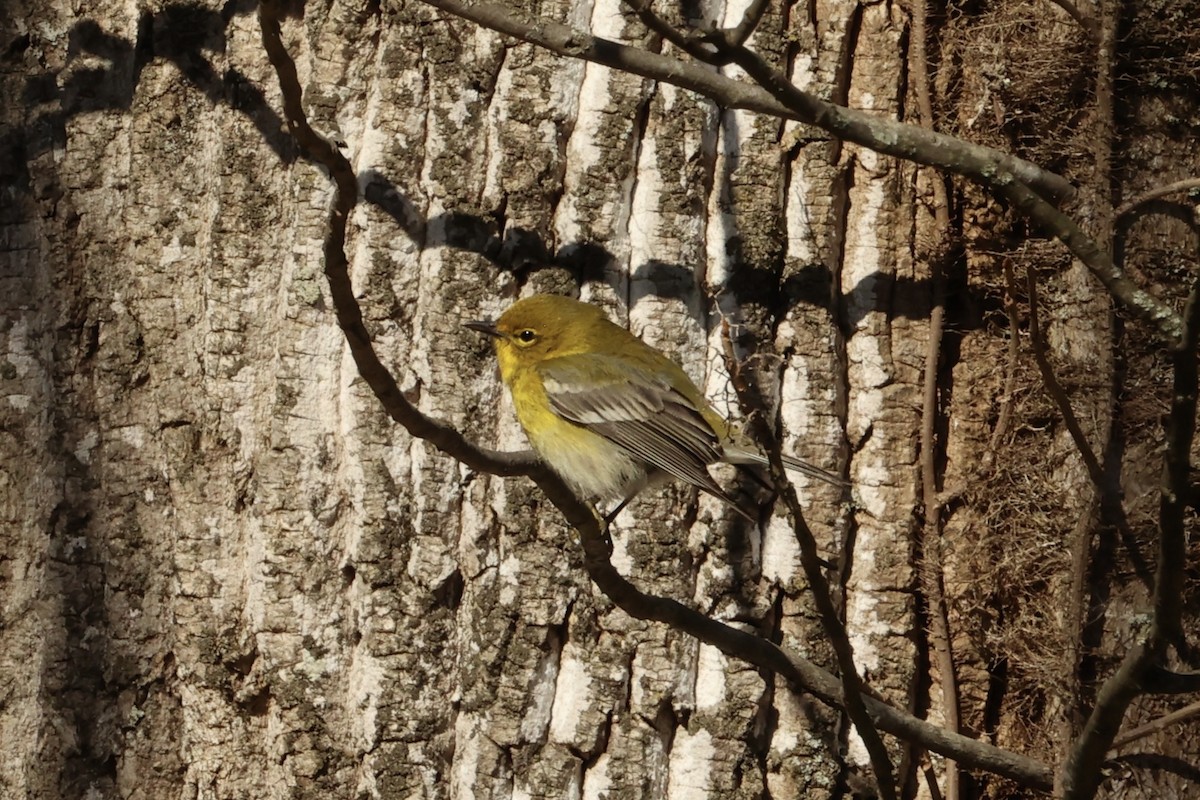 Pine Warbler - ML552554081