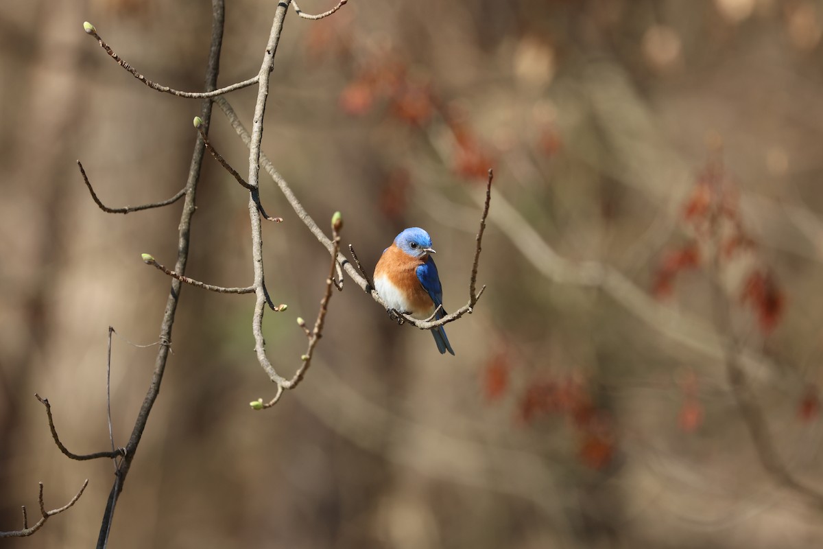 Eastern Bluebird - ML552554301