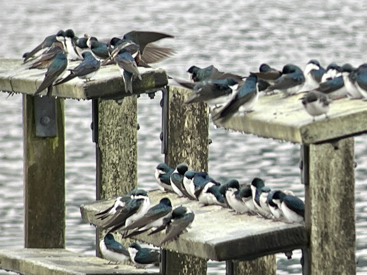 Tree Swallow - ML552554871