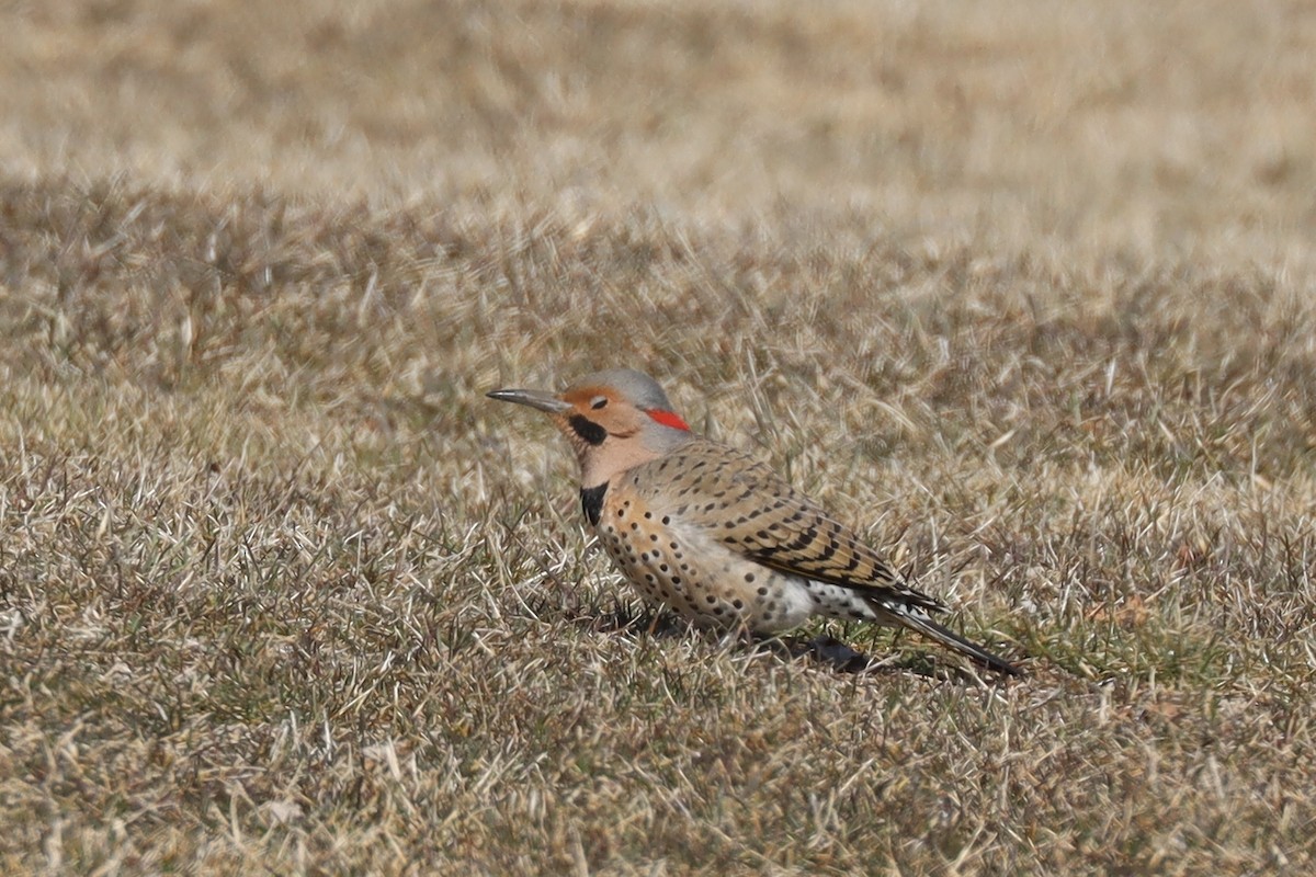Northern Flicker (Yellow-shafted) - ML552555591