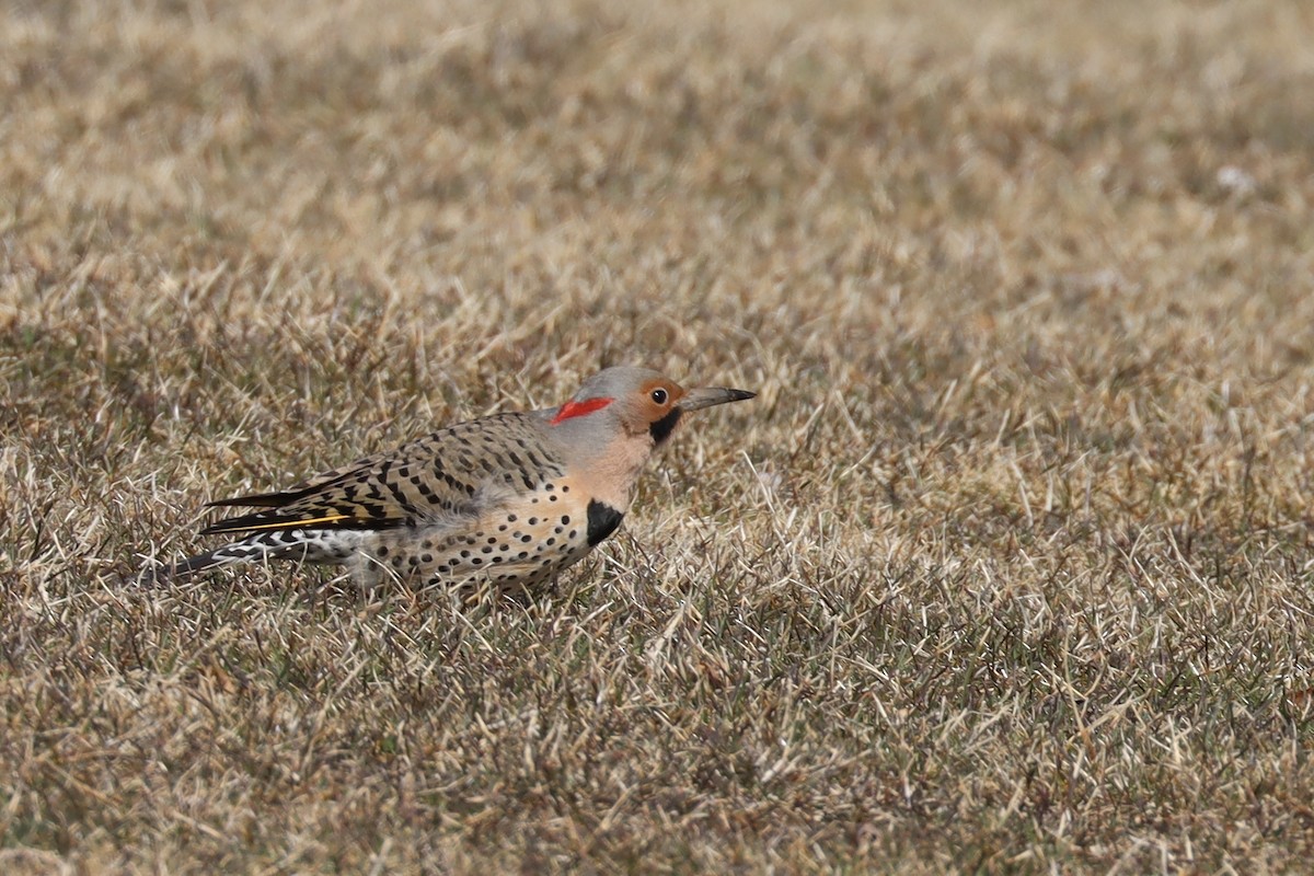 Northern Flicker (Yellow-shafted) - ML552555601