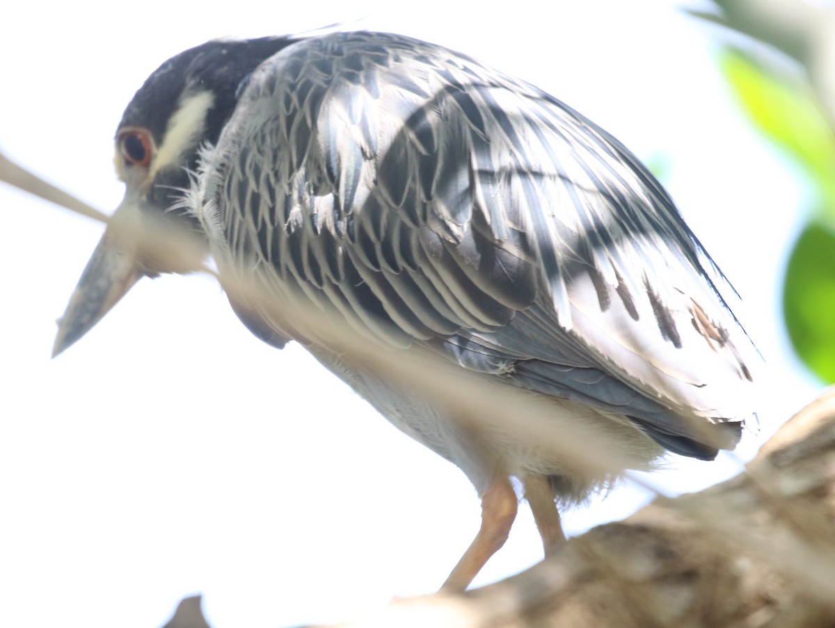 Yellow-crowned Night Heron - ML552555801