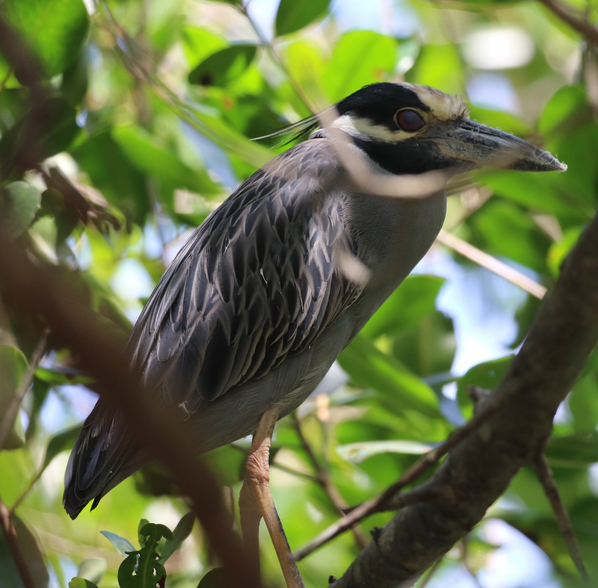 Yellow-crowned Night Heron - ML552555911