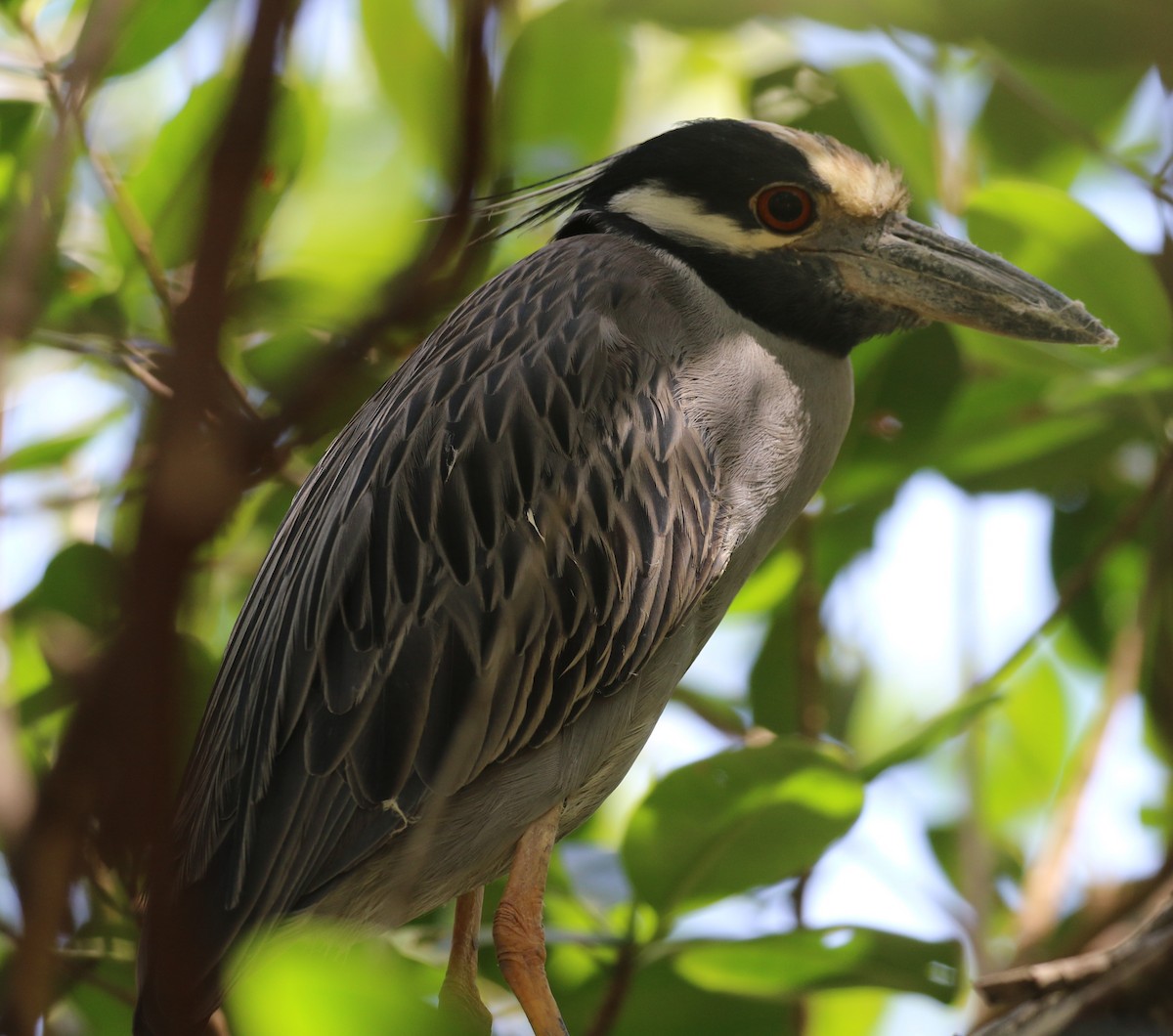 Yellow-crowned Night Heron - ML552556041