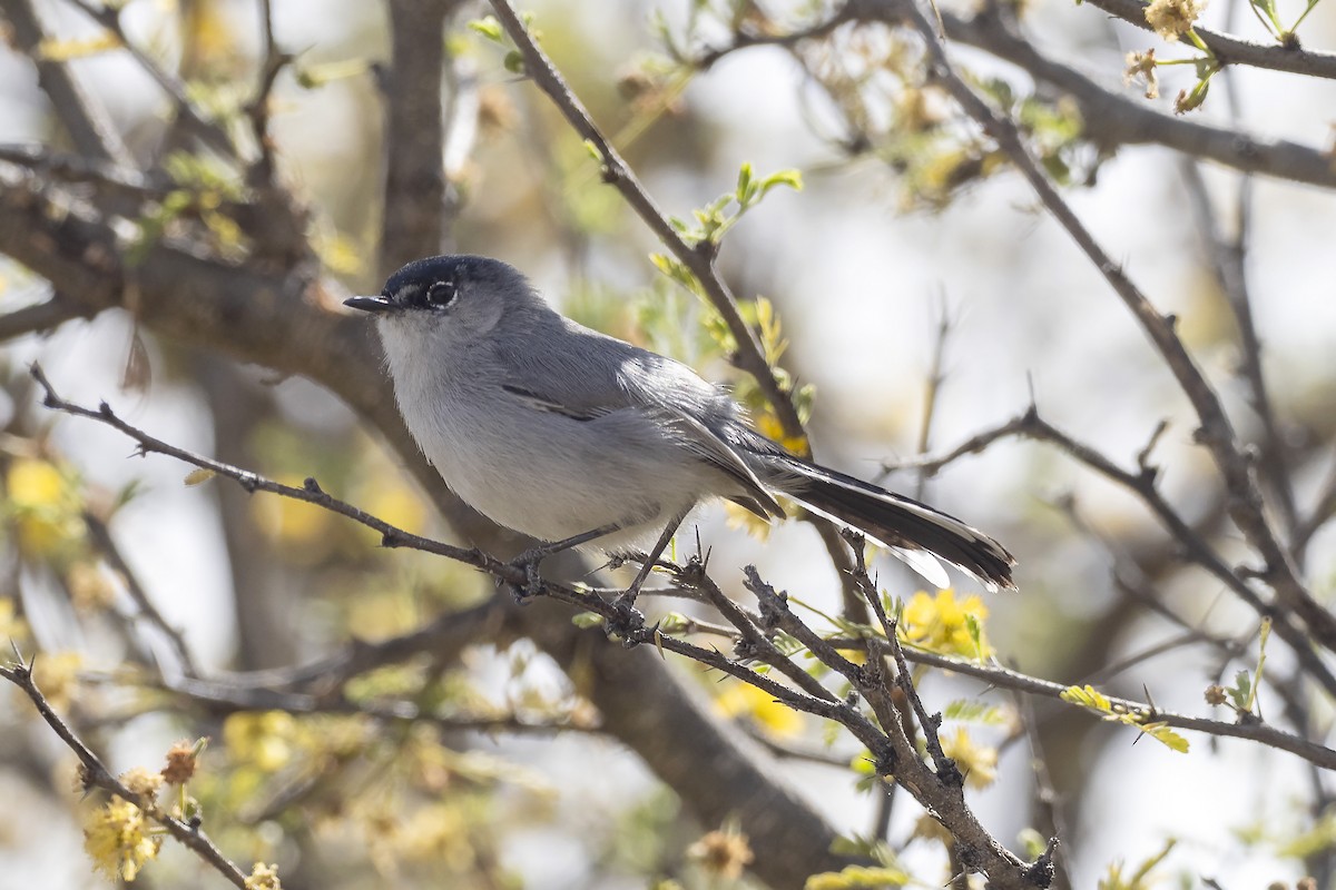 Black-tailed Gnatcatcher - ML552556121