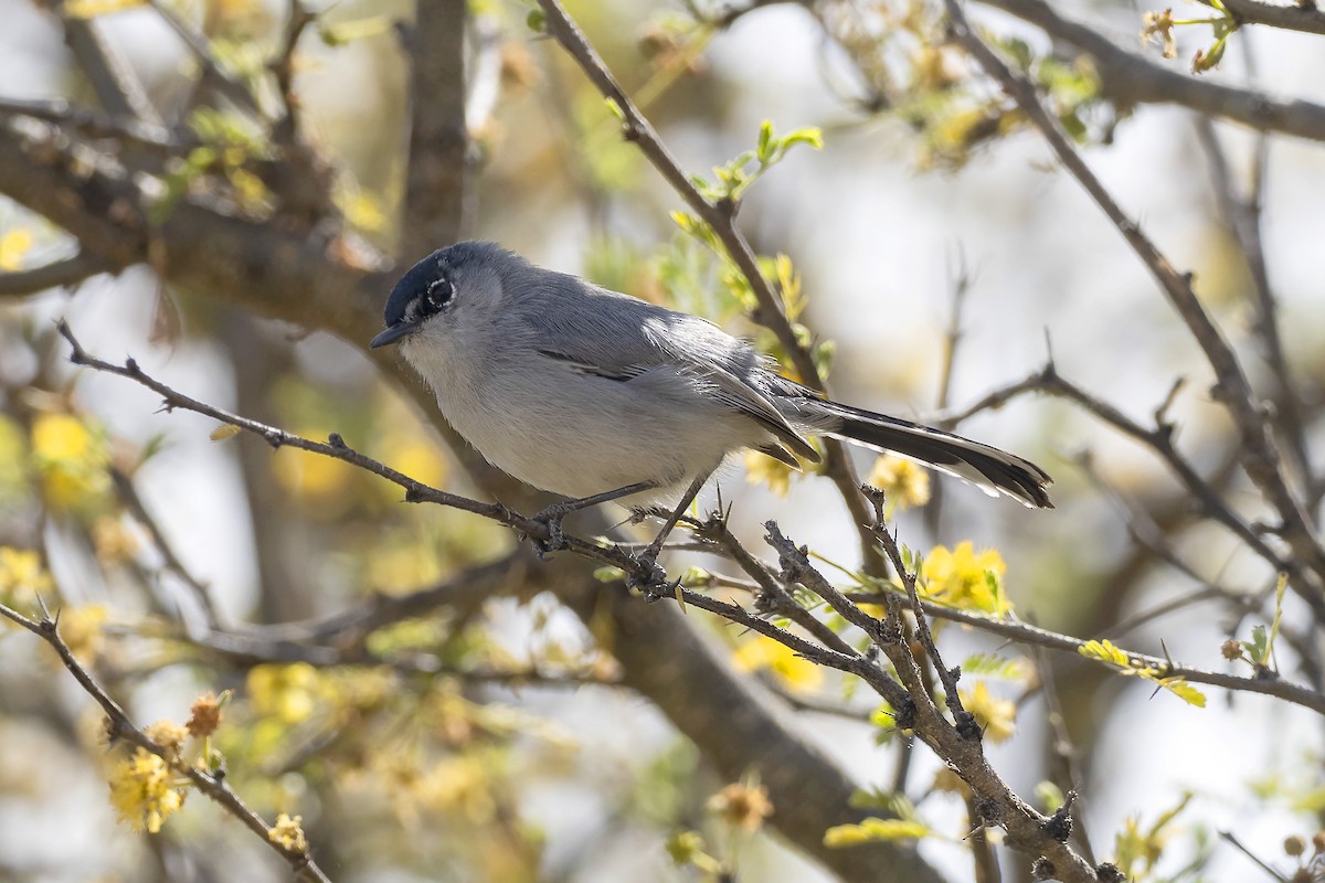 Black-tailed Gnatcatcher - ML552556131