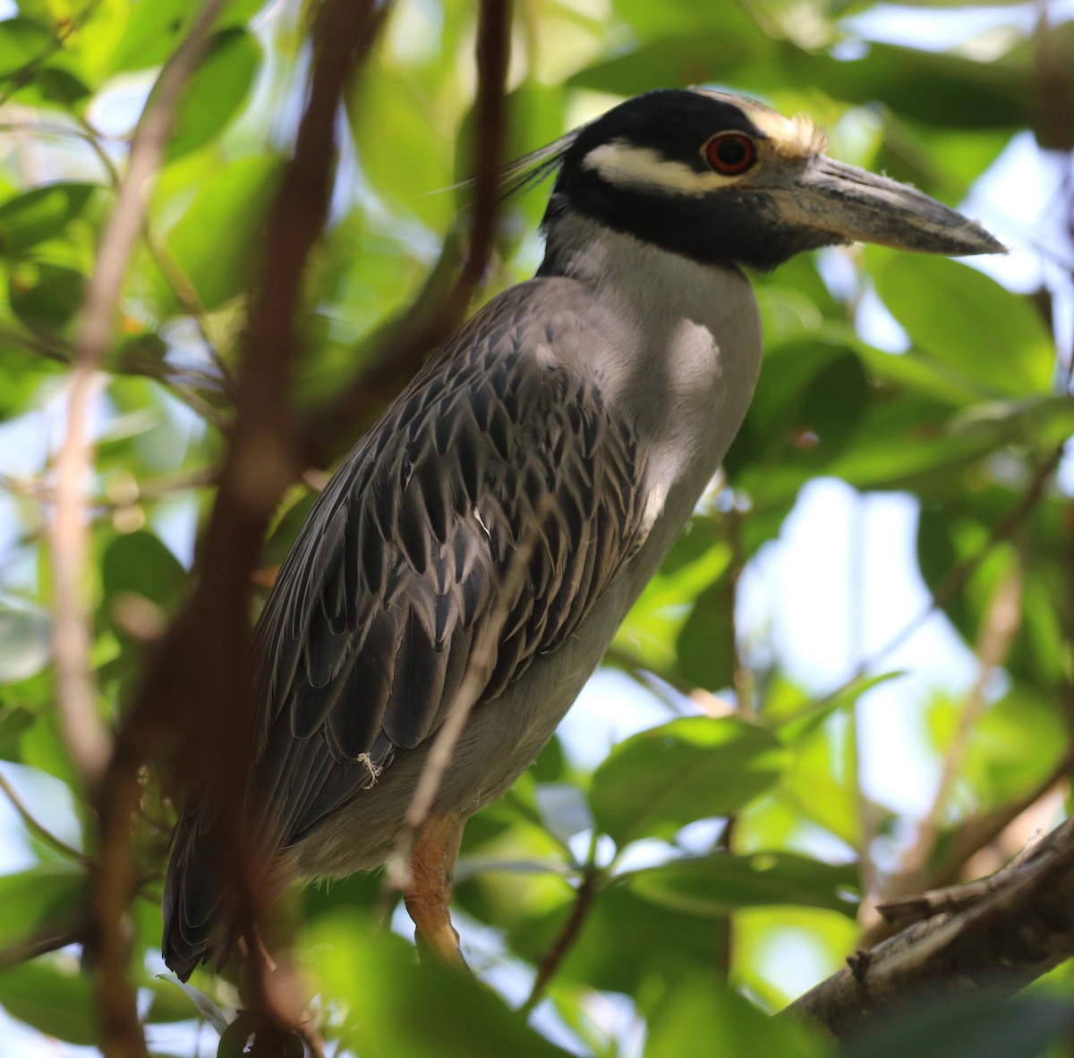 Yellow-crowned Night Heron - Don Coons