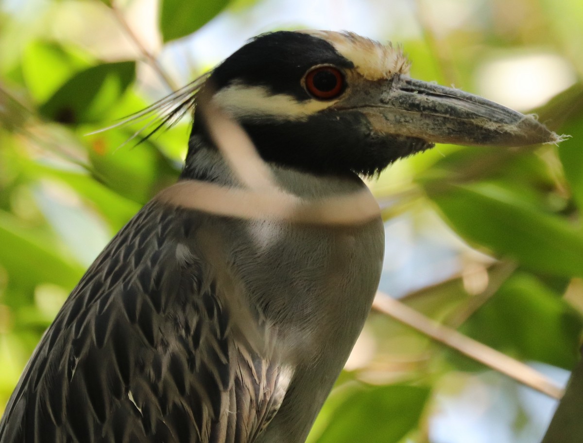 Yellow-crowned Night Heron - ML552556231