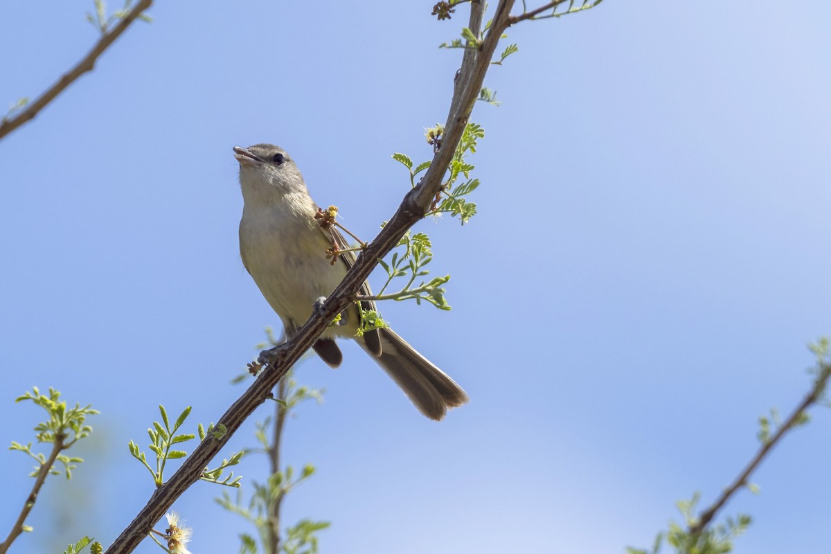 Bell's Vireo - Brian Hoffe