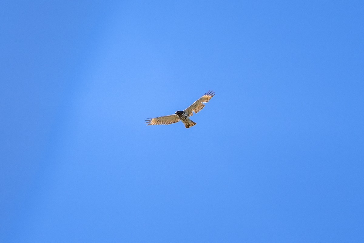 Red-shouldered Hawk - ML552557181