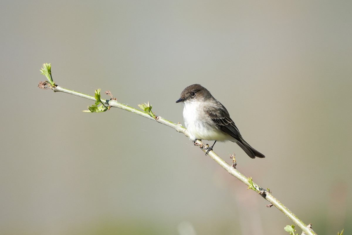 Eastern Phoebe - ML552557591