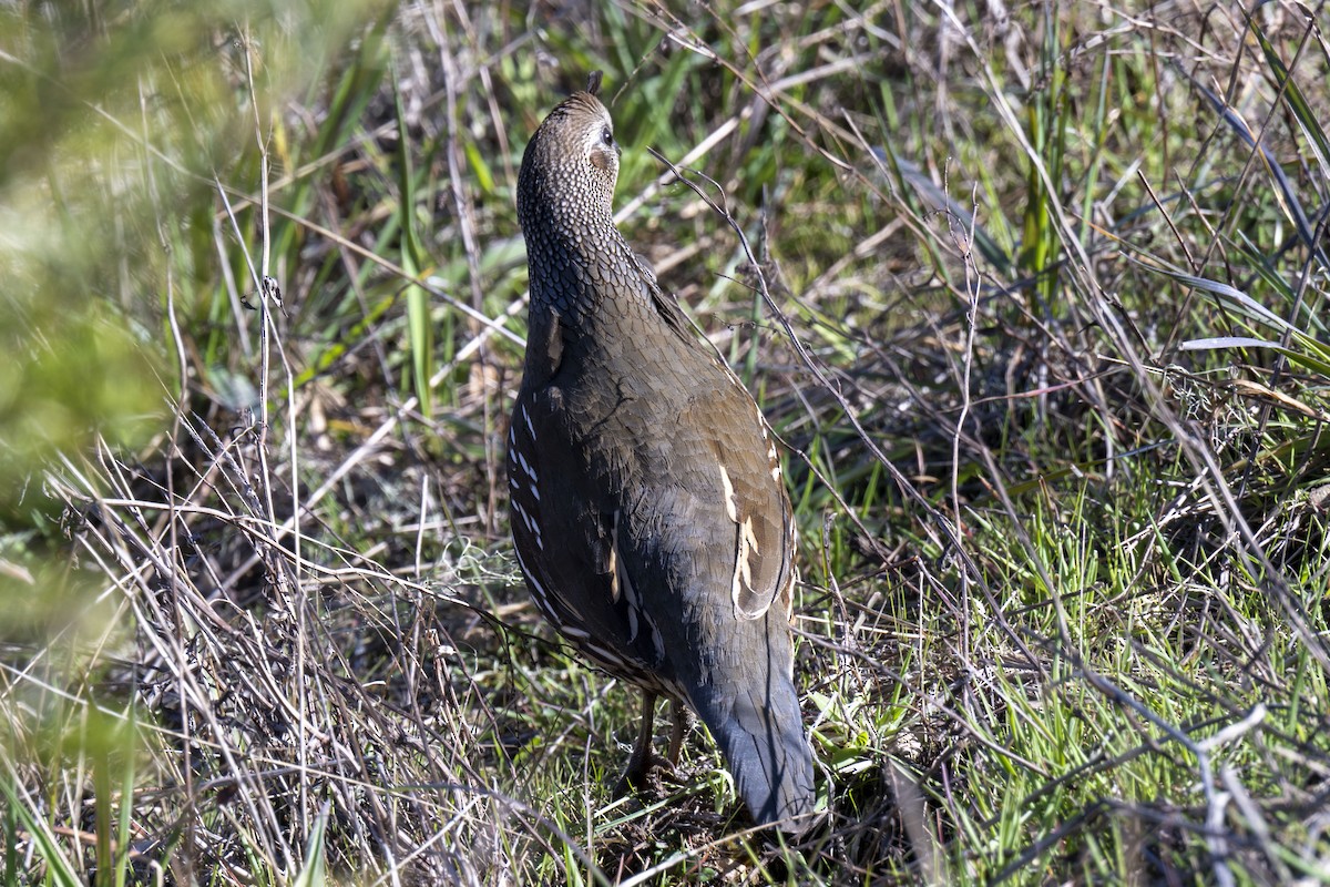 שליו קליפורני - ML552557791