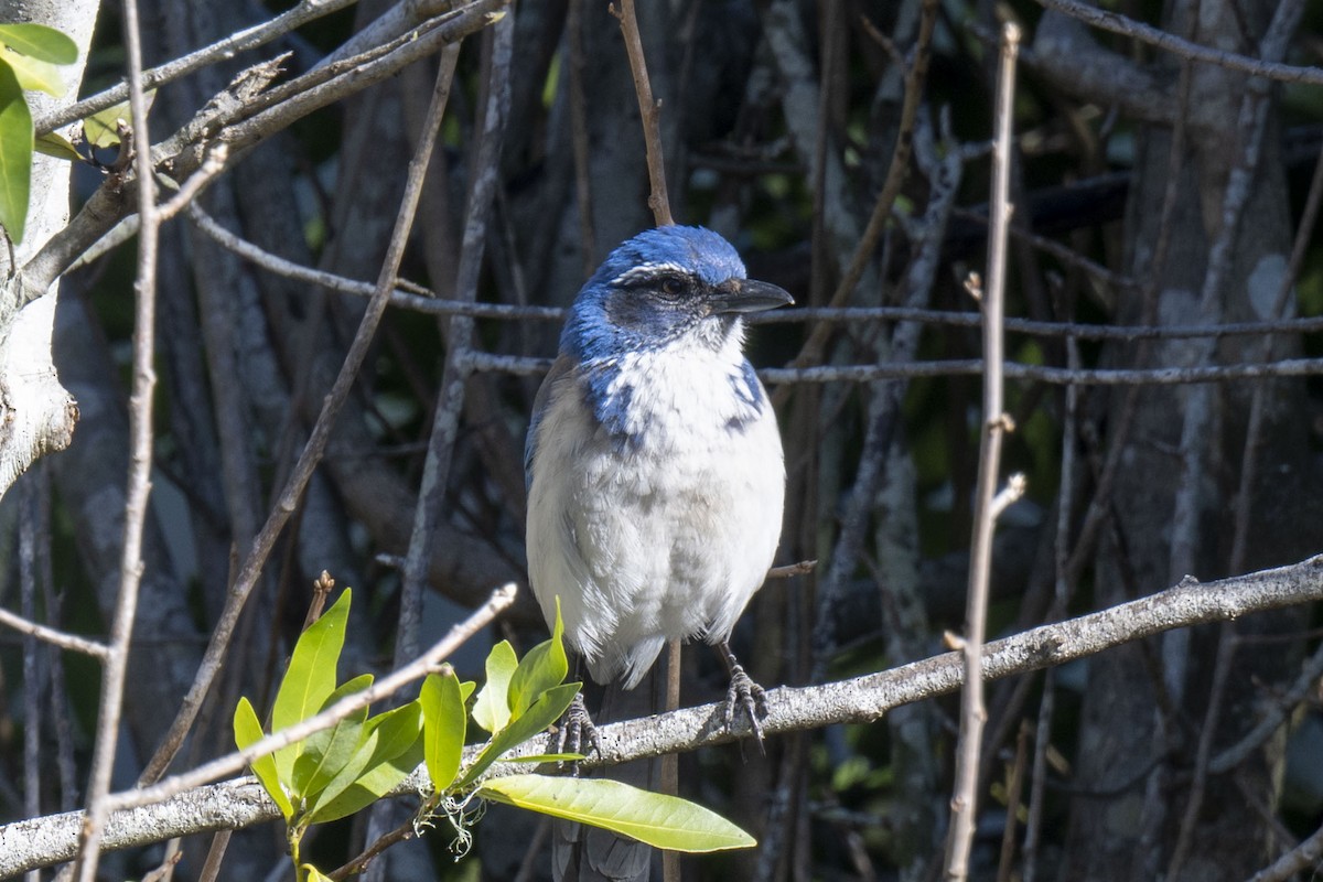 California Scrub-Jay - ML552557841