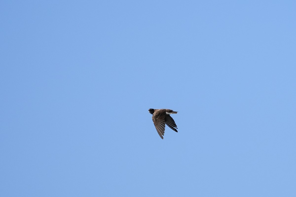 Northern Rough-winged Swallow - ML552557851