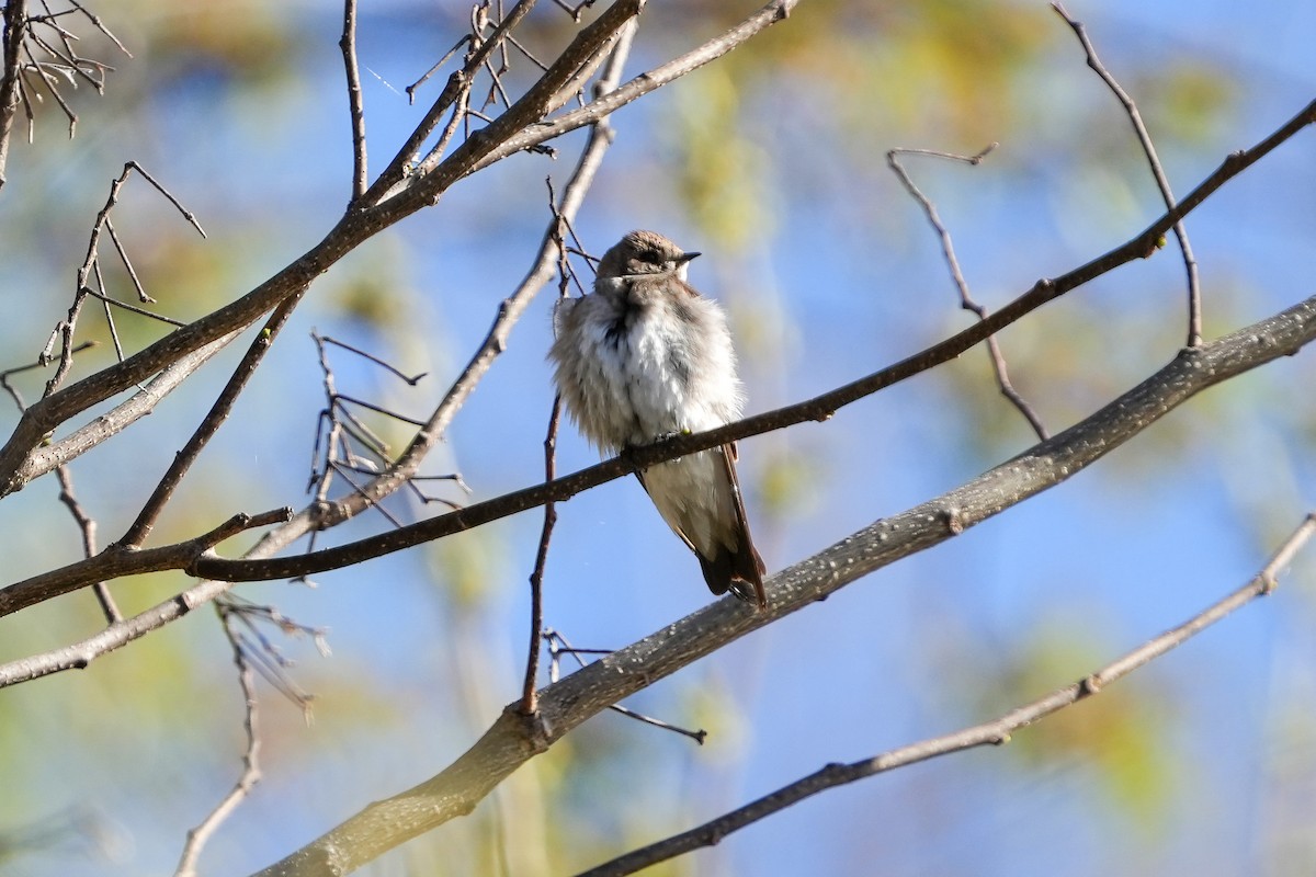 Northern Rough-winged Swallow - ML552557861