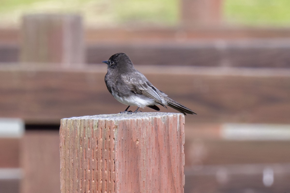 Black Phoebe - ML552557881