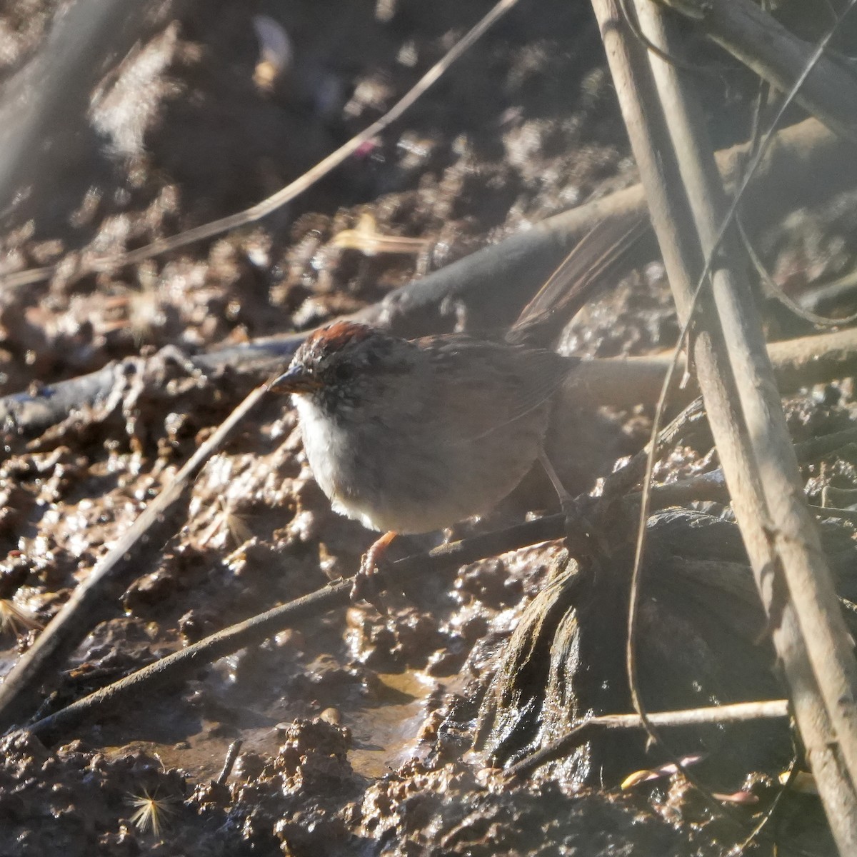 Swamp Sparrow - ML552558201