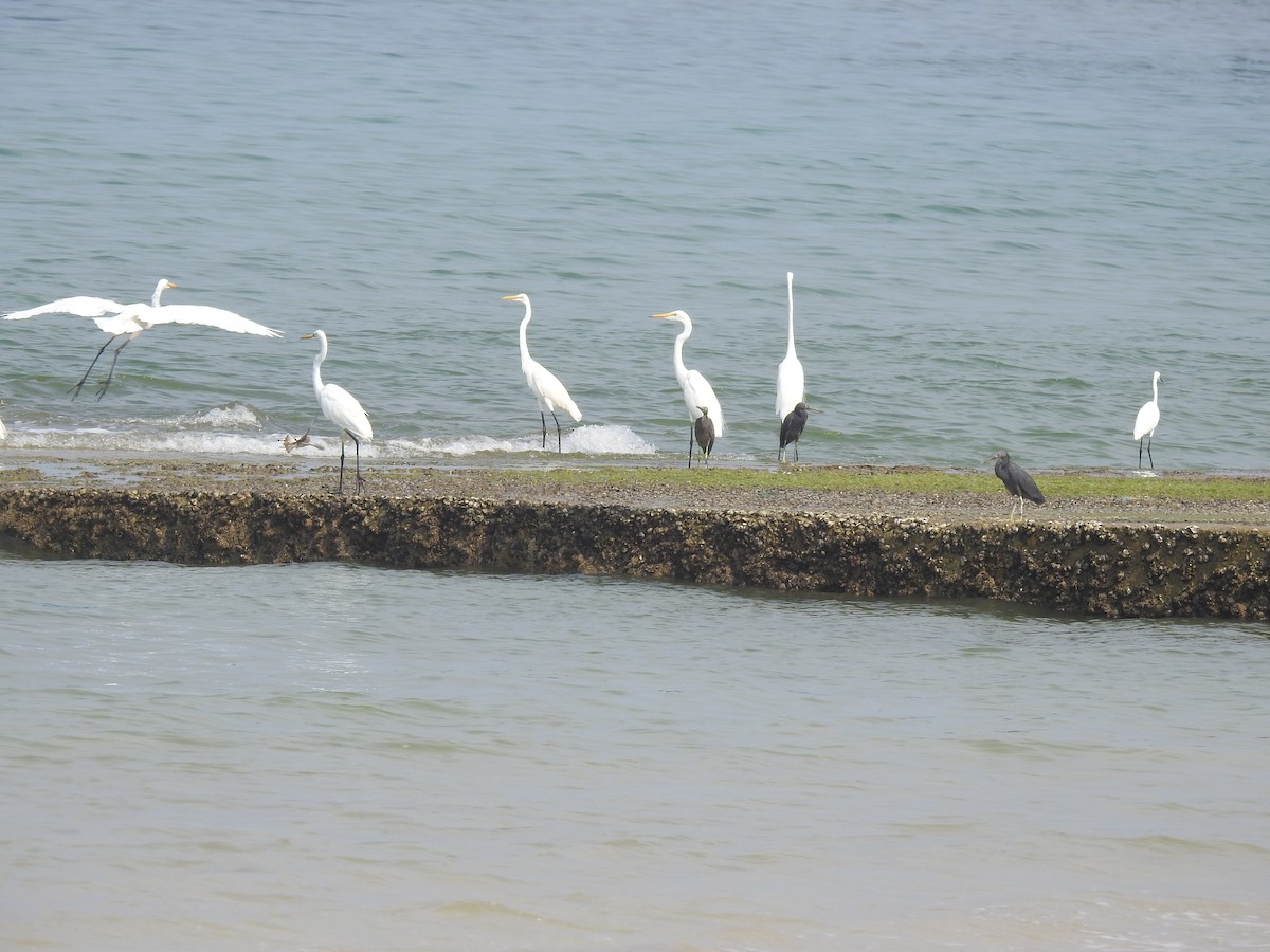 Great Egret - ML552558411