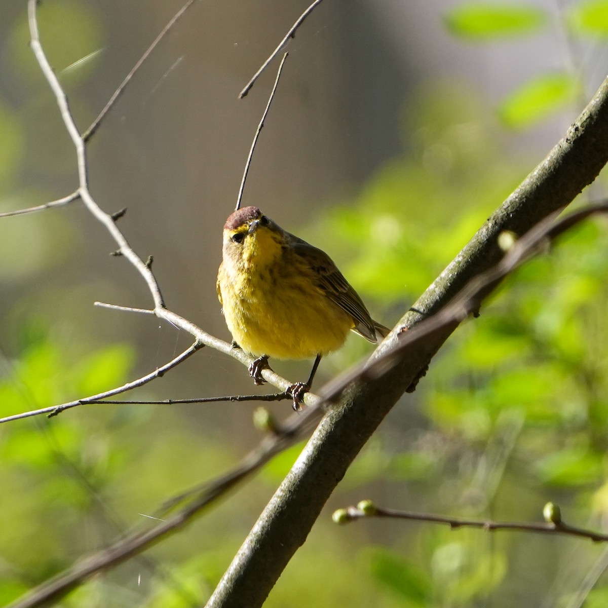 Palm Warbler - ML552558501