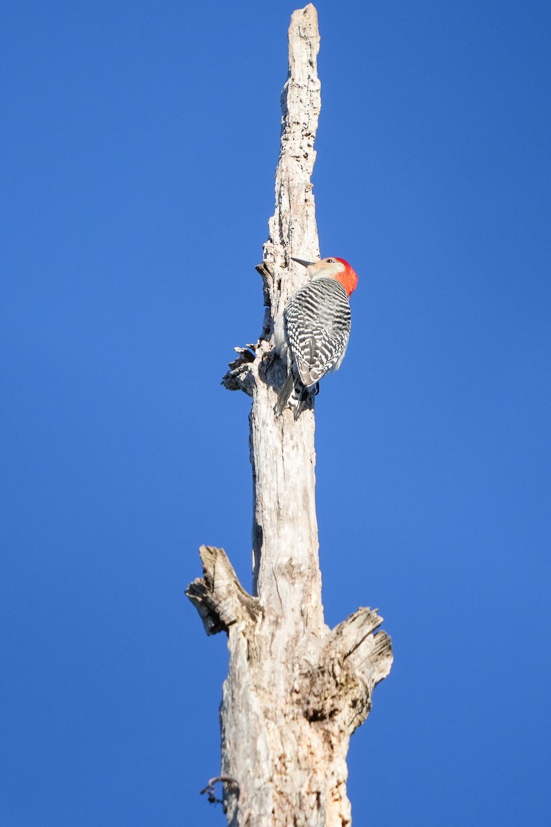 Red-bellied Woodpecker - ML552558721