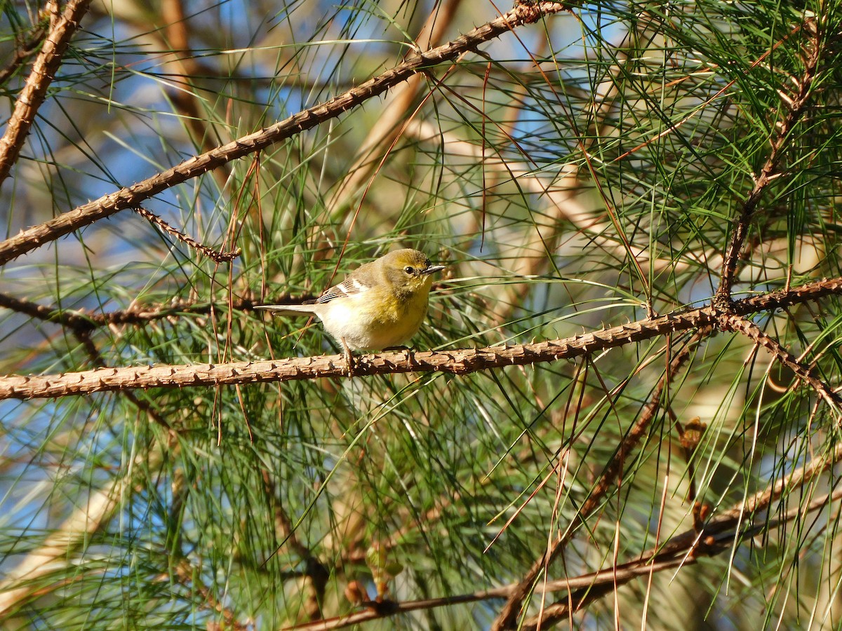Pine Warbler - ML552558761