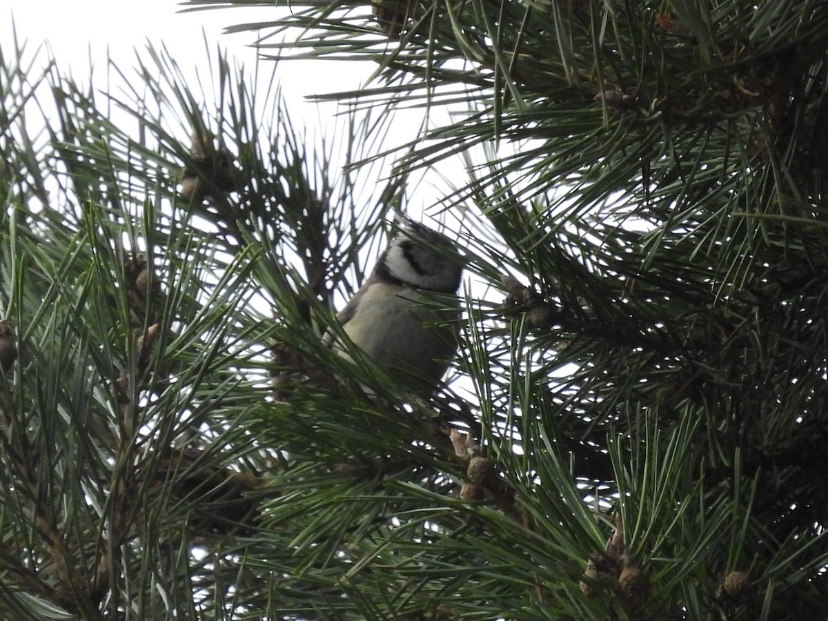 Crested Tit - ML552558901