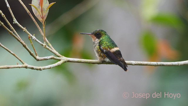 Coqueta Crestinegra - ML552559781