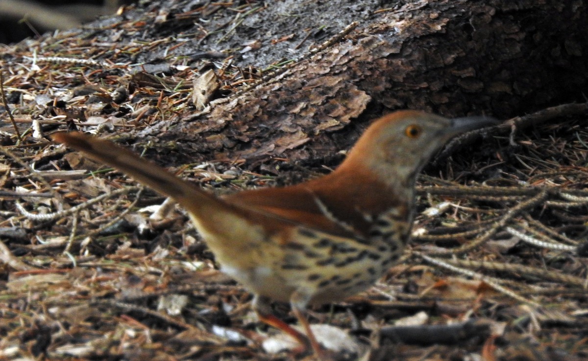 Brown Thrasher - ML55255991