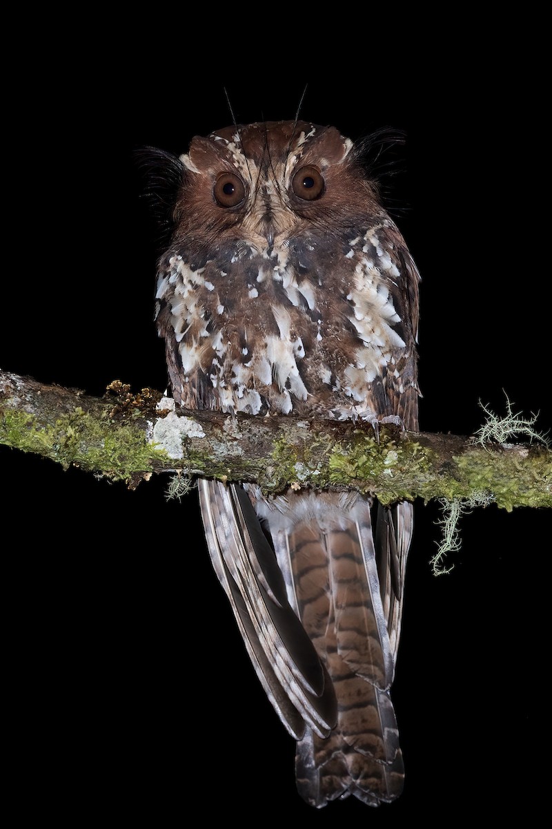 Feline Owlet-nightjar - Dubi Shapiro