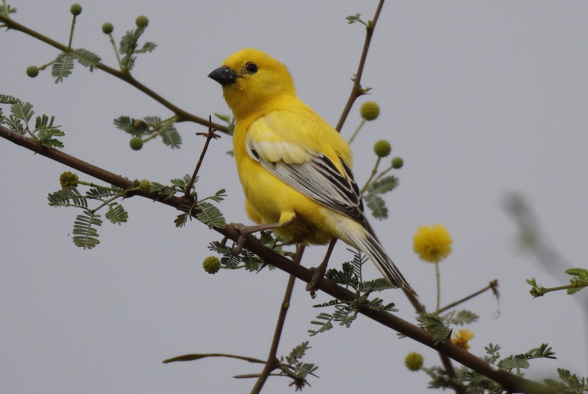 Arabian Golden Sparrow - ML552560791