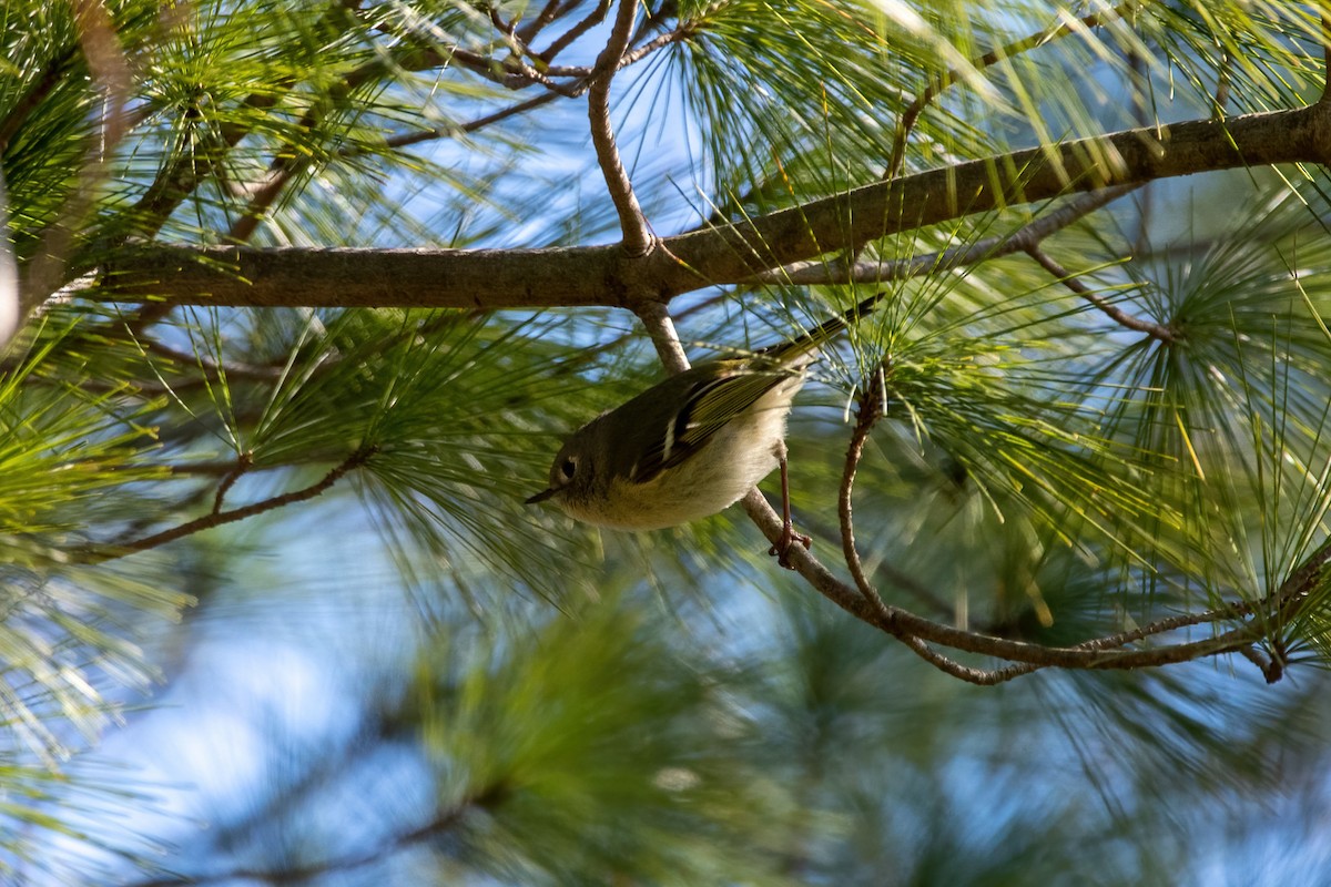 Ruby-crowned Kinglet - ML552562521