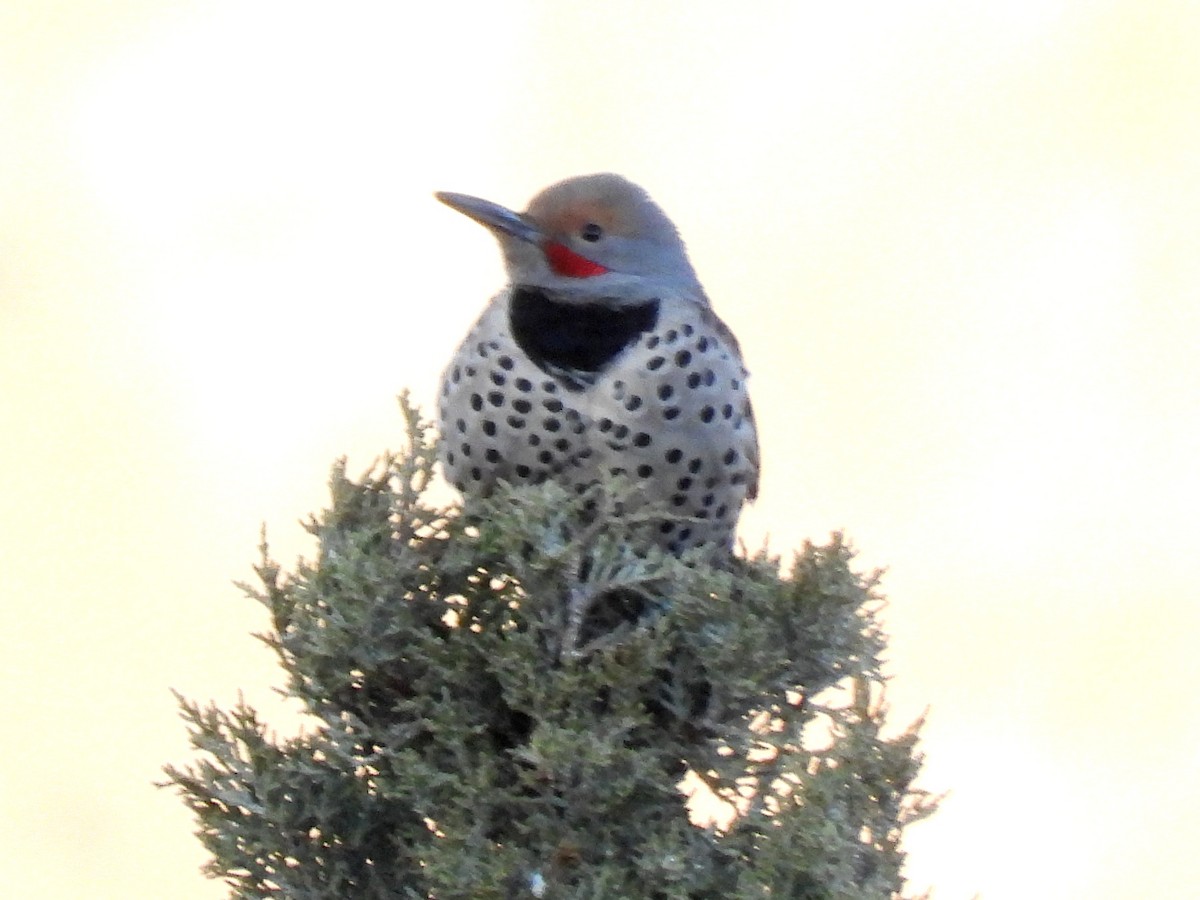 Northern Flicker - ML552562601