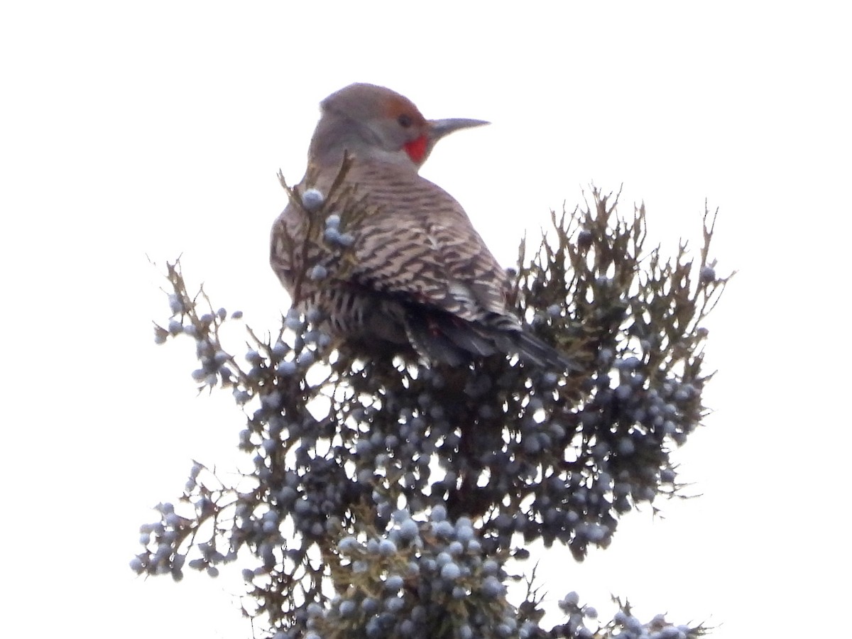 Northern Flicker - ML552563371