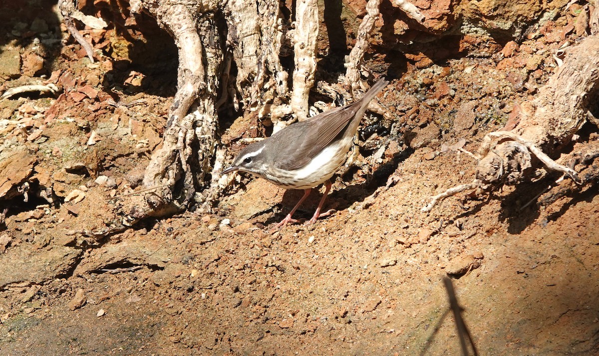 ミナミミズツグミ - ML552563671