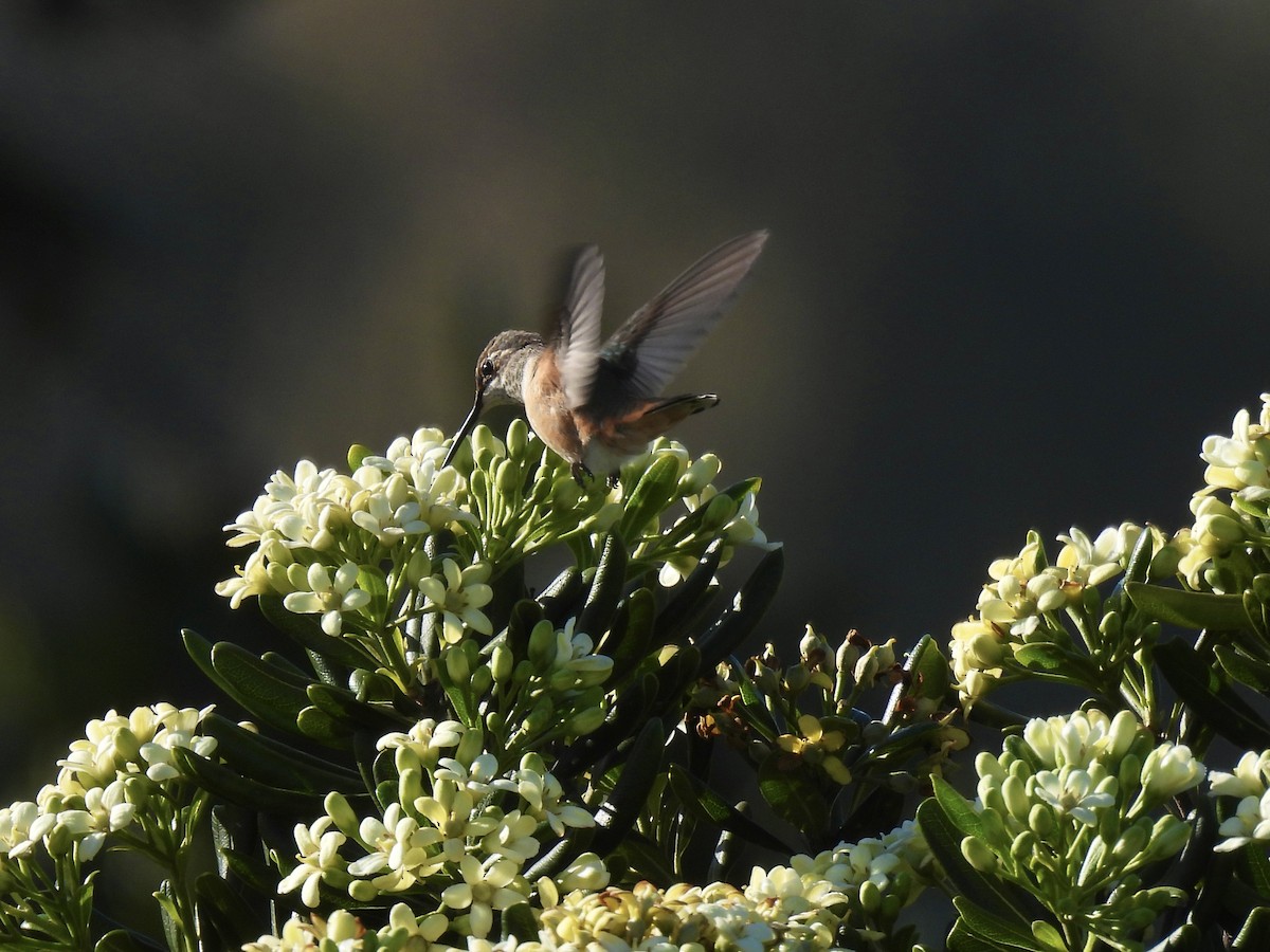 Allen's Hummingbird - Isa Dav