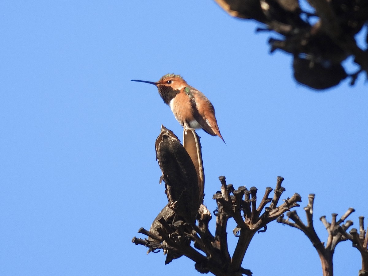 Allen's Hummingbird - Isa Dav