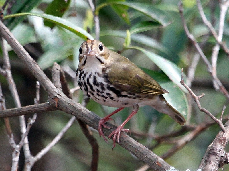 Ovenbird - Ron Storey