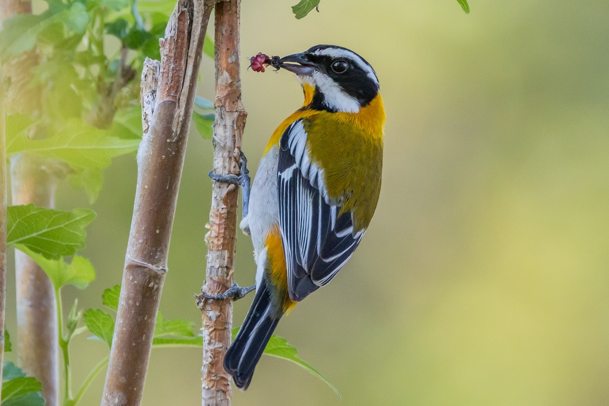 Western Spindalis - Ian Burgess