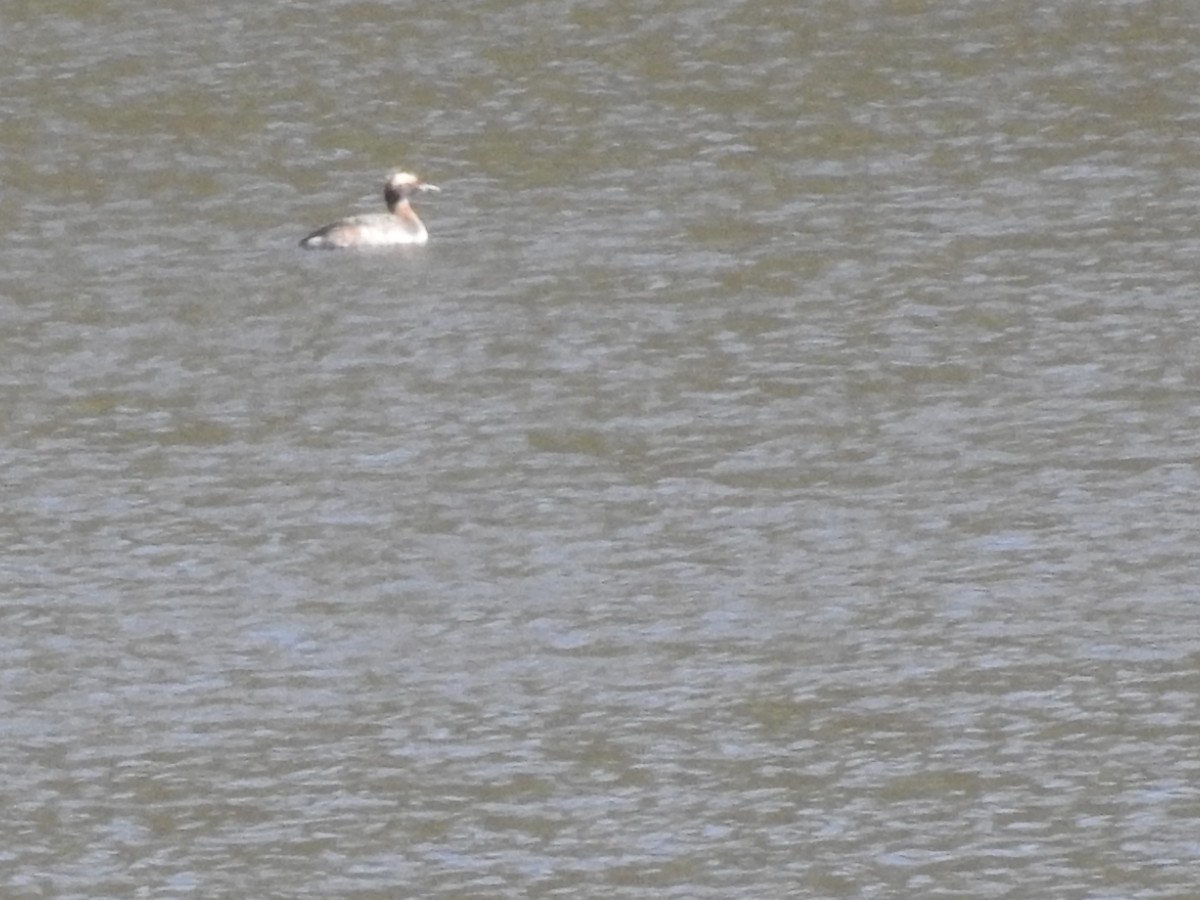 Horned Grebe - ML552565761